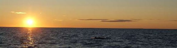 A Mink whale at sunset